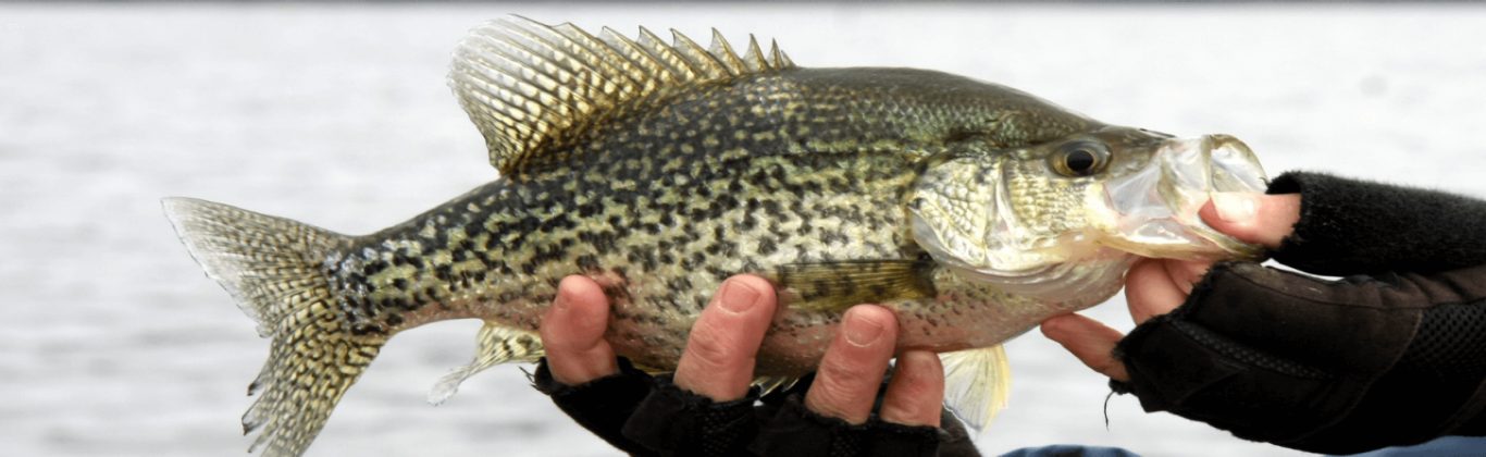 Fisherman in a Boat Holding a Crappie Fish